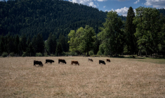 Sécheresse aux Brenets, le long de la frontière entre la France et la Suisse, le 4 août 2022. ( AFP / FABRICE COFFRINI )