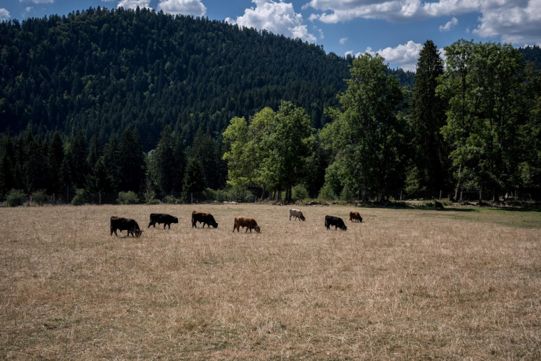Sécheresse aux Brenets, le long de la frontière entre la France et la Suisse, le 4 août 2022. ( AFP / FABRICE COFFRINI )