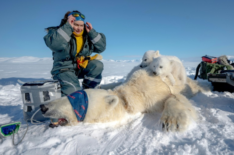 La scientifique française Marie-Anne Blanchet fait des prélèvements sur la mère d'oursons polaires à Longyearbyen, en Norvège, le 6 avril 2025 ( AFP / Olivier MORIN )