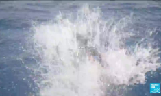 Un récif de coraux géants découvert au large de Tahiti