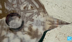 Sous le voile de la réalité : un siècle de surréalisme