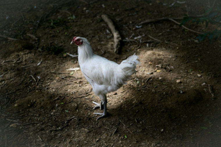 Plus de trois millions de volailles de chair et 700.000 poules pondeuses (moins de 2% du cheptel) sont mortes cet été ( AFP / OLIVIER CHASSIGNOLE )