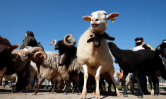 LES ÉLEVEURS DE BREBIS DE PYRÉNÉES EN COLÈRE CONTRE LES OURS VORACES