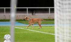 Cet animal entre sur une pelouse en plein match
