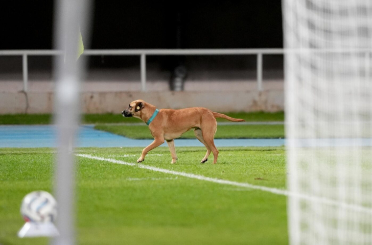 Cet animal entre sur une pelouse en plein match