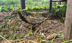 Aux Îles Salomon, les bombes de la Seconde Guerre mondiale continuent de tuer