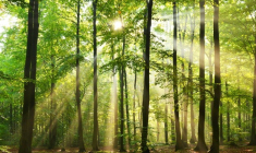 Investir dans les bois et forêts : France Valley lance le premier GFI agréé par l’AMF (Crédit photo: Fotolia)
