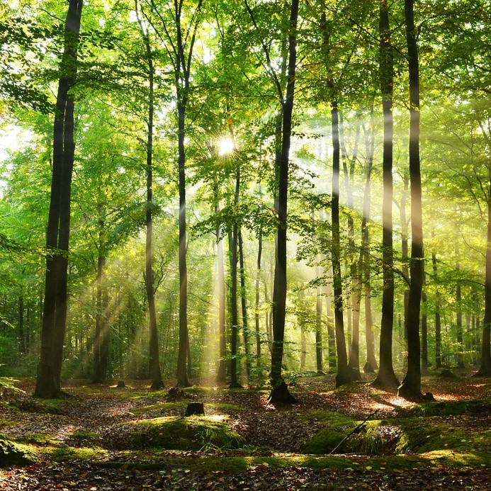 Investir dans les bois et forêts : France Valley lance le premier GFI agréé par l’AMF (Crédit photo: Fotolia)