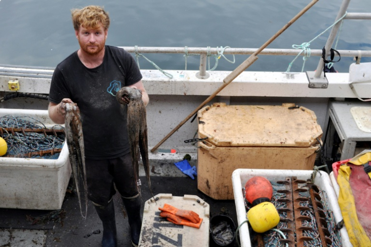 Le pêcheur Chris Kelly montre des poulpe à bord de son bateau, dans le port de Plymouth, dans le sud-ouest de l'Angleterre, le 21 août 2025 ( AFP / Joe JACKSON )