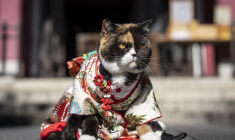 Un chat vêtu d’un kimono est assis au sanctuaire Ichigaya Kamegaoka Hachimangu, à Tokyo, le 31 octobre 2026 ( AFP / Yuichi YAMAZAKI )