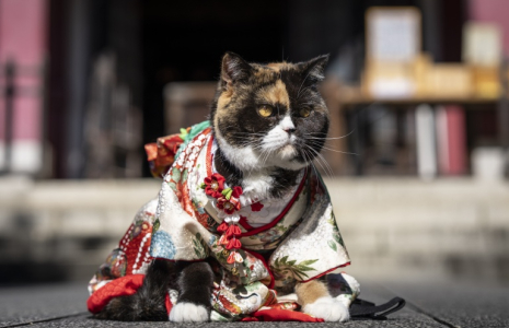 Un chat vêtu d’un kimono est assis au sanctuaire Ichigaya Kamegaoka Hachimangu, à Tokyo, le 31 octobre 2026 ( AFP / Yuichi YAMAZAKI )