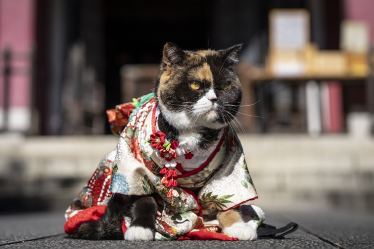 Un chat vêtu d’un kimono est assis au sanctuaire Ichigaya Kamegaoka Hachimangu, à Tokyo, le 31 octobre 2026 ( AFP / Yuichi YAMAZAKI )