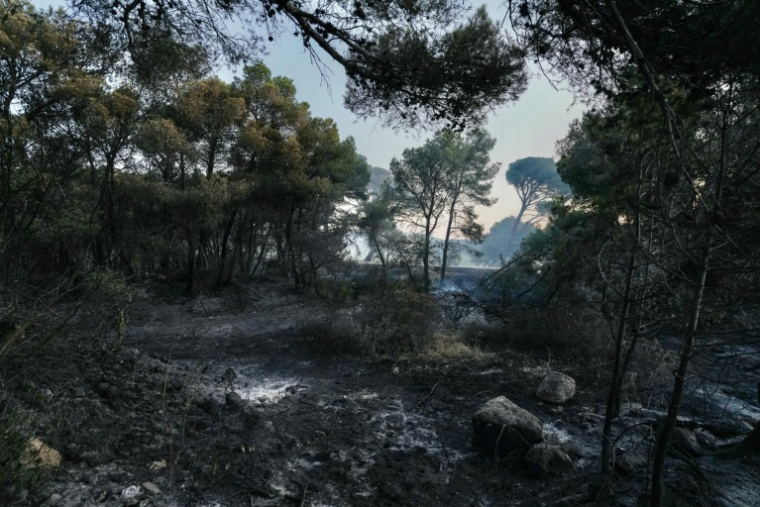 Une forêt brûlée à Prat de Cest, près de Narbonne, le 8 juillet 2025 dans l'Aude ( AFP / IDRISS BIGOU-GILLES )