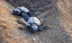 Des études montrent que la hausse des températures a des répercussions sur la biologie des tortues méditerranéennes