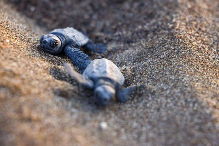 Des études montrent que la hausse des températures a des répercussions sur la biologie des tortues méditerranéennes