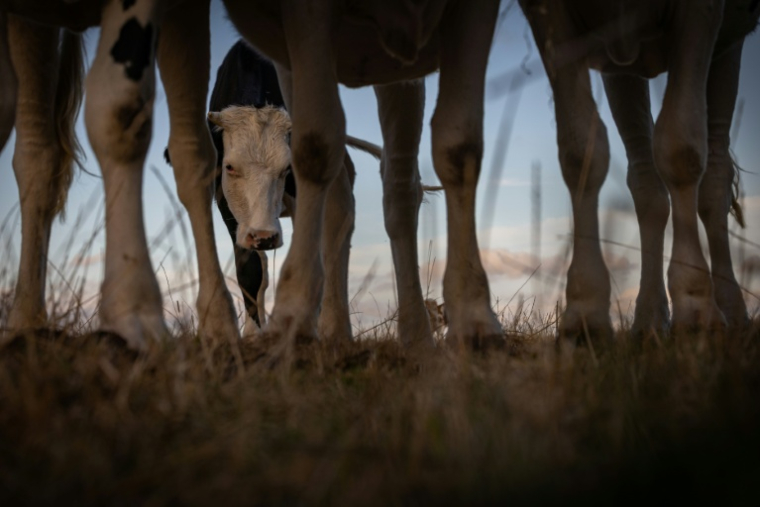 Le virus Shamonda a été identifié pour la première fois cet été en Europe, notamment en France, dans des exploitations bovines ( AFP / JOEL SAGET )