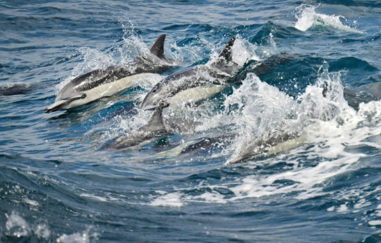 Un groupe de dauphins au large de Long Beach, en Californie, le 17 juillet 2026 ( AFP / Frederic J. BROWN )