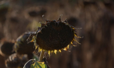 Une vue de tournesols desséchés dans un champ lors d'une vague de chaleur en Autriche