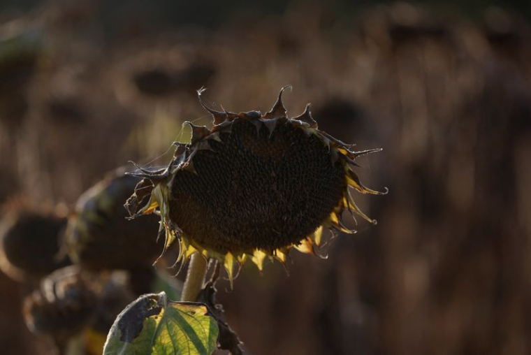 Une vue de tournesols desséchés dans un champ lors d'une vague de chaleur en Autriche