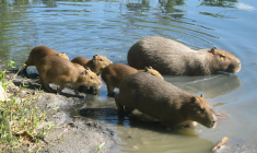 Les promoteurs immobiliers se sont attaqués à leur dernier refuge entraînant la débandade (Crédit photo: Rafael Rabello de Barros - Wikimedia commons)