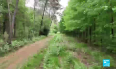 Compensation carbone : le piège ?