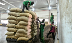 Ouverture des sacs de fèves de cacao en vue de leur broyage, chez Transcao, un beurrier répertorié auprès du Conseil du Café-Cacao (CCC) à Abidjan, le 29 janvier 2026. ( AFP / Sia KAMBOU )
