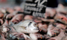 Des poissons sur un marché de Nice