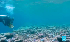 Australie : la Grande Barrière de corail, un joyau en péril