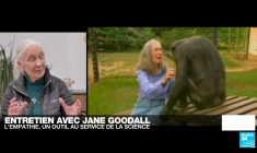 Jane Goodall, de la défense des chimpanzés à la lutte pour la justice sociale