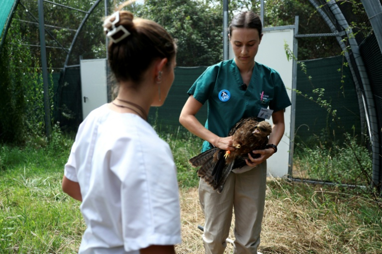 Un vétérinaire tient un milan dans une volière après que l'oiseau a été soigné pour une blessure, avant sa remise en liberté au centre de soins pour la faune sauvage de la LPO (Ligue pour la protection des oiseaux) Aquitaine à Audenge, le 6 août 2026 ( AFP / ROMAIN PERROCHEAU )