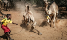 Un garçon samburu cingle un chameau récalcitrant avec un bâton, près de Sereolipi (Kenya), le 29 septembre 2025 ( AFP / Luis TATO )