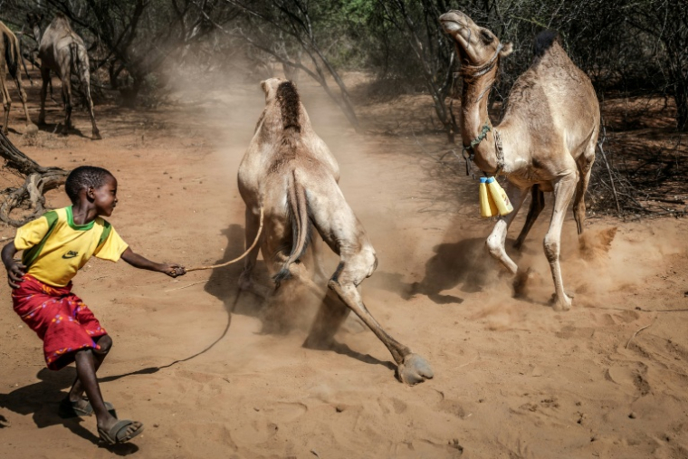 Un garçon samburu cingle un chameau récalcitrant avec un bâton, près de Sereolipi (Kenya), le 29 septembre 2025 ( AFP / Luis TATO )