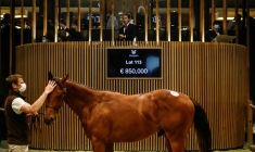 Un cheval vendu lors des ventes de yearlings de Deauville le 15 août 2021 ( AFP / Sameer Al-DOUMY )
