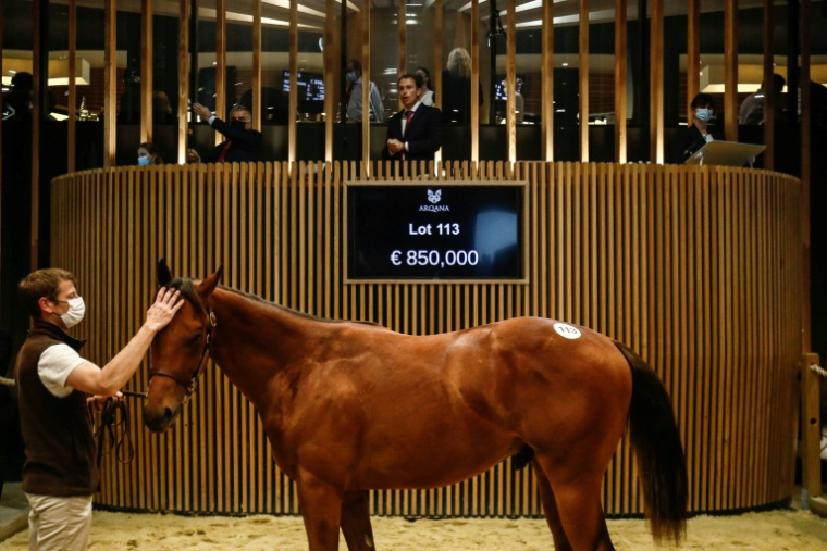 Un cheval vendu lors des ventes de yearlings de Deauville le 15 août 2021 ( AFP / Sameer Al-DOUMY )