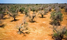 Des oliviers infectés par la bactérie Xylella fastidiosa dans un champ de l'Institut agronomique méditerranéen (CNR), utilisé pour la recherche contre cette maladie, le 20 juin 2019 près de Gallipoli, dans la région des Pouilles, en Italie du Sud ( AFP / Charles ONIANS )