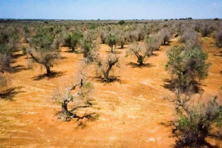 Des oliviers infectés par la bactérie Xylella fastidiosa dans un champ de l'Institut agronomique méditerranéen (CNR), utilisé pour la recherche contre cette maladie, le 20 juin 2019 près de Gallipoli, dans la région des Pouilles, en Italie du Sud ( AFP / Charles ONIANS )