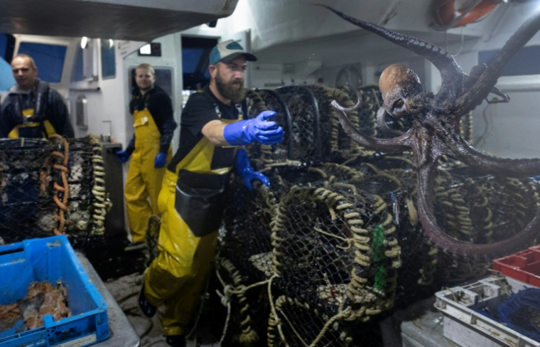 Christophe Corvé jette une pieuvre dans un sac à bord du bateau de pêche Marc'h Mor, au large de l'île Molène, dans le Finistère, le 7 mai 2026 ( AFP / Fred TANNEAU )
