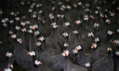 ( AFP / LOIC VENANCE )