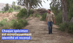 Des Tunisiens se mobilisent pour le lévrier sloughi, race millénaire menacée