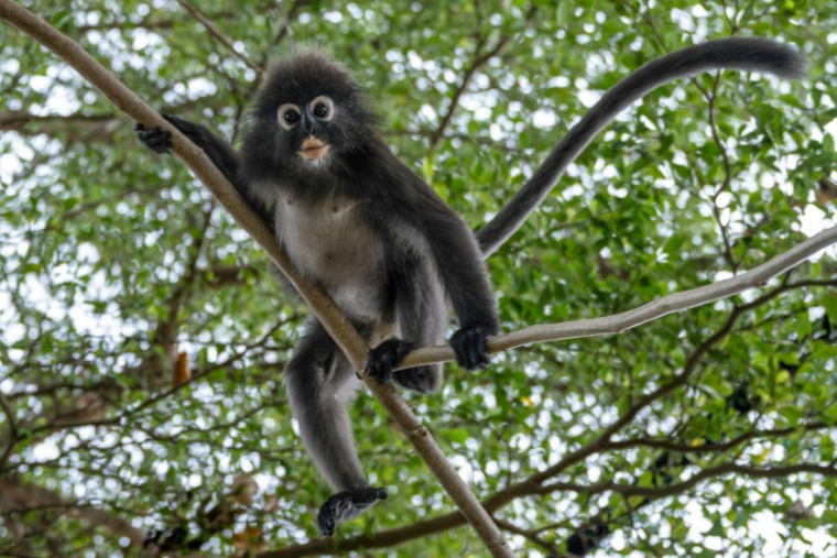 Un singe langur à lunettes surnommé "Bumi" grimpe dans un arbre dans une aire de jeux près d'une zone résidentielle du quartier de Tanjung Bungah, à George Town, sur l'île de Penang, le 9 avril 2026 en Malaisie ( AFP / Mohd Rasfan )