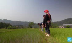 Vietnam : face au dérèglement climatique, les Hmong en première ligne