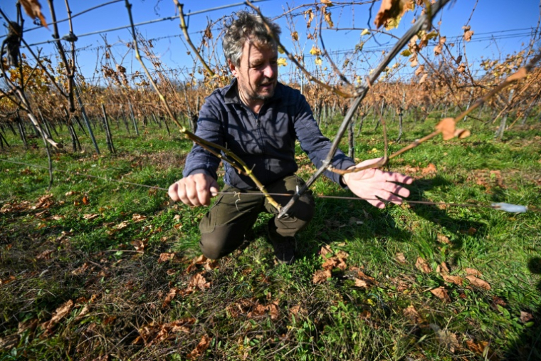 Le viticulteur hongrois Viktor Keszler montre ses pieds de vigne touchés par l'épidémie de flavescence dorée qui menace la quasi-totalité des vignobles du pays, le 6 novembre 2025 à Zalaszentgrot, à environ 200 km à l'ouest de Budapest ( AFP / Attila KISBENEDEK )