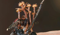 La nouvelle espèce d'hyperparasite (Pleurocordyceps cornusynnemata) se développant sur une fourmi morte qui se nourrit du champignon invasif d'origine, à Lahad Datu, sur l'île de Bornéo, en Malaisie (photo prise le 13 octobre 2024 et publiée le 11 juin 2026) ( Universiti Malaysia Sabah / Elyse Yang )