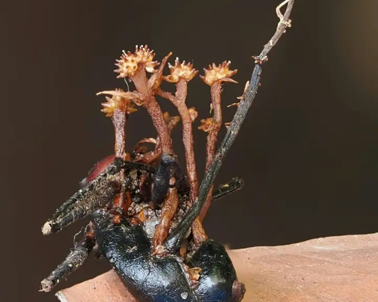 La nouvelle espèce d'hyperparasite (Pleurocordyceps cornusynnemata) se développant sur une fourmi morte qui se nourrit du champignon invasif d'origine, à Lahad Datu, sur l'île de Bornéo, en Malaisie (photo prise le 13 octobre 2024 et publiée le 11 juin 2026) ( Universiti Malaysia Sabah / Elyse Yang )