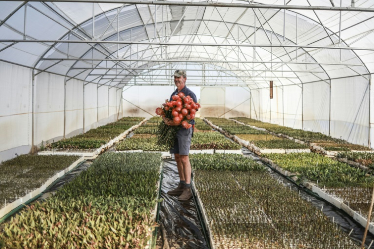 L'agriculteur Nico Thuynsma dans une serre où poussent différentes variétés de protéas dans sa ferme de Cullinan, à l'est de Pretoria, le 3 juin 2025 en Afrique du Sud ( AFP / Phill Magakoe )