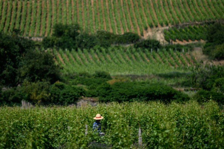 Un vigneron à Gevrey-Chambertin, en Bourgogne, le 28 mai 2026  ( AFP / ARNAUD FINISTRE )
