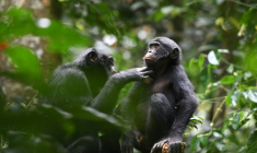 Photo non datée, fournie par le Kokolopori Bonobo Research Project, de bonobos dans la réserve Kokolopori Bonobo en RDC ( Kokolopori Bonobo Research Project / Martin SURBECK )