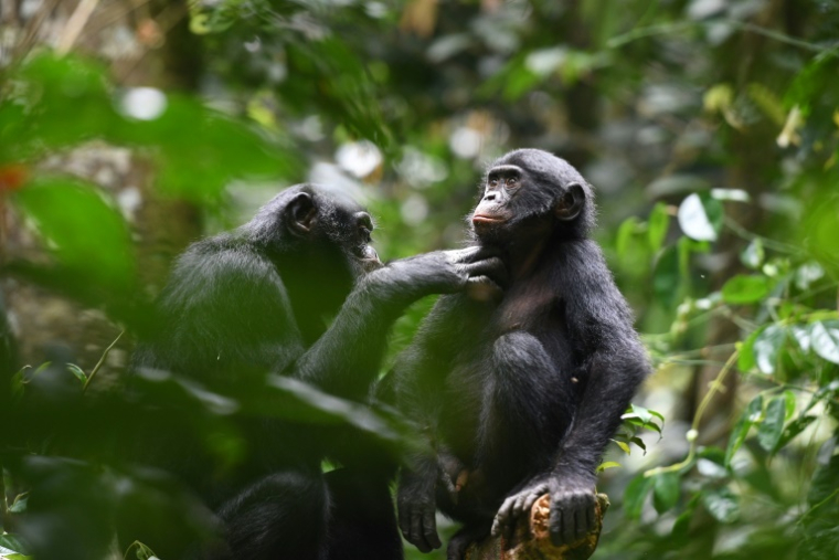 Photo non datée, fournie par le Kokolopori Bonobo Research Project, de bonobos dans la réserve Kokolopori Bonobo en RDC ( Kokolopori Bonobo Research Project / Martin SURBECK )