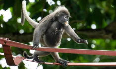 Deux singes angurs à lunettes sur une passerelle suspendue au-dessus de la route Lembah Permai dans le quartier de Tanjung Bungah, à George Town, sur l'île de Penang, le 9 avril 2026 en Malaisie ( AFP / Mohd Rasfan )