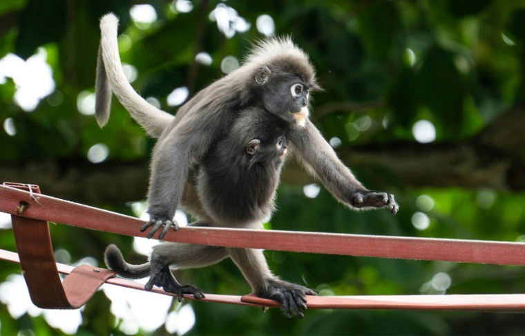 Deux singes angurs à lunettes sur une passerelle suspendue au-dessus de la route Lembah Permai dans le quartier de Tanjung Bungah, à George Town, sur l'île de Penang, le 9 avril 2026 en Malaisie ( AFP / Mohd Rasfan )